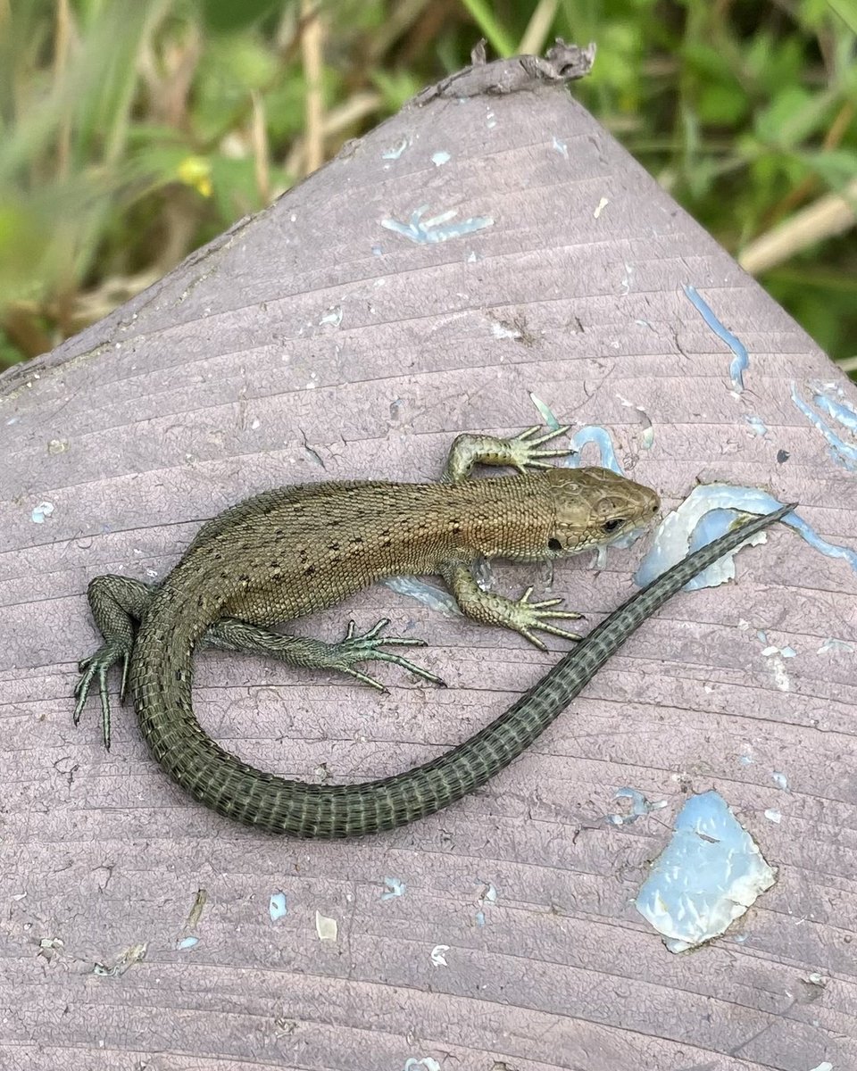 Common or Viviparous Lizard (Zootoca vivipara), basking in warm afternoon sunshine at the Hothfield Heathlands Nature Reserve, Kent. <a href="/KentWildlife/">Kent Wildlife Trust</a> <a href="/KentFieldClub/">Kent Field Club</a> <a href="/Britnatureguide/">The British Nature Guide</a> <a href="/NESussexandKent/">Natural England - Sussex and Kent Team</a>