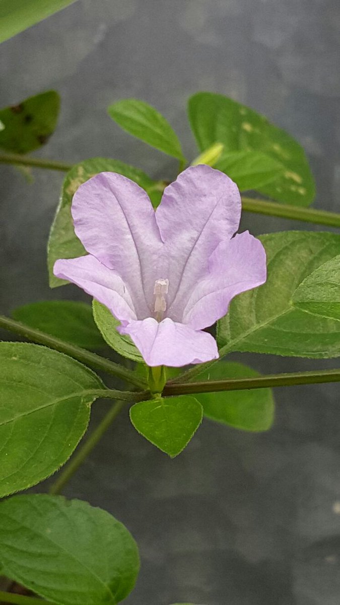 Nature Pathway (@naturepathway) on Twitter photo 
