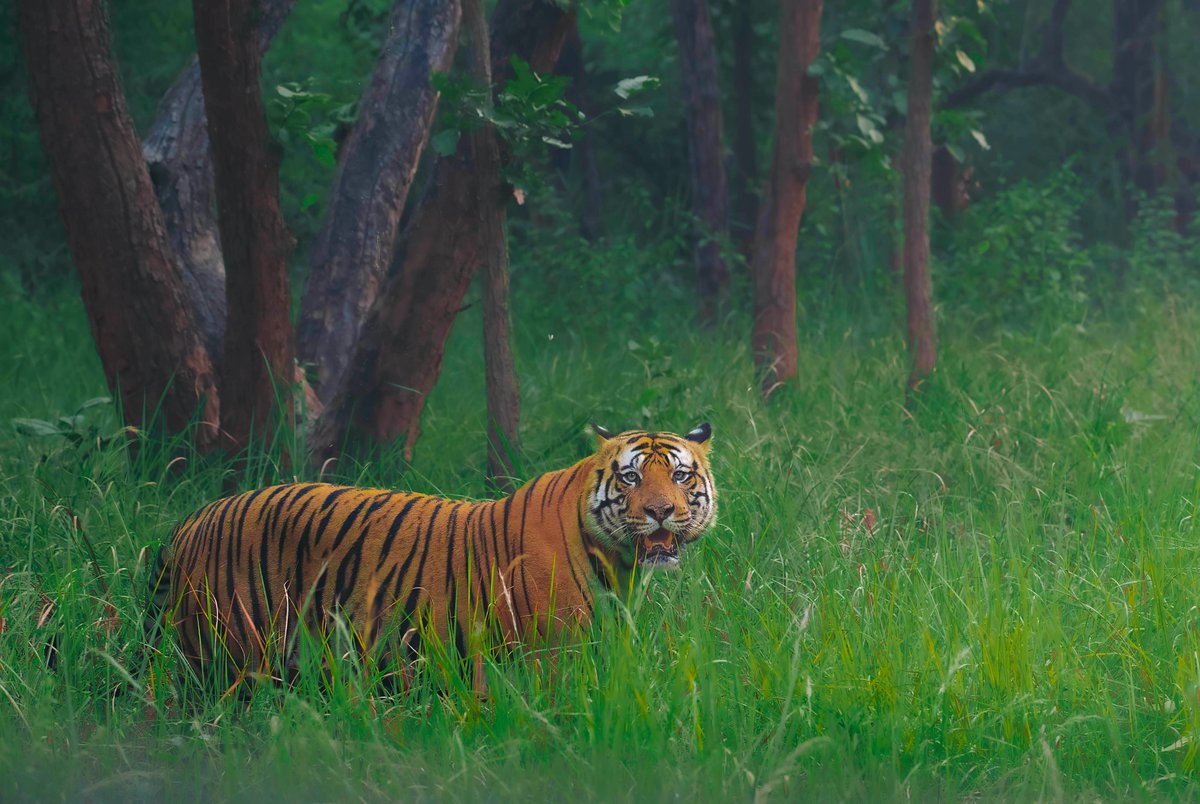 Arijit Mondal (@arijitmondal1) on Twitter photo 🚨🚨LAST 12 HOURS🚨🚨
Collected by <a href="/theurbanita/">theurbanita💫</a> . Thank you so so much
The King 🐅
OE - 2.00 ꜩ 🖇️⤵️
The Bengal tiger is a population of the Panthera tigris tigris subspecies and the nominate Tiger subspecies. It ranks among the biggest wild cats alive today. Today, it is 🚨🚨LAST 12 HOURS🚨🚨
Collected by <a href="/theurbanita/">theurbanita💫</a> . Thank you so so much
The King 🐅
OE - 2.00 ꜩ 🖇️⤵️
The Bengal tiger is a population of the Panthera tigris tigris subspecies and the nominate Tiger subspecies. It ranks among the biggest wild cats alive today. Today, it is