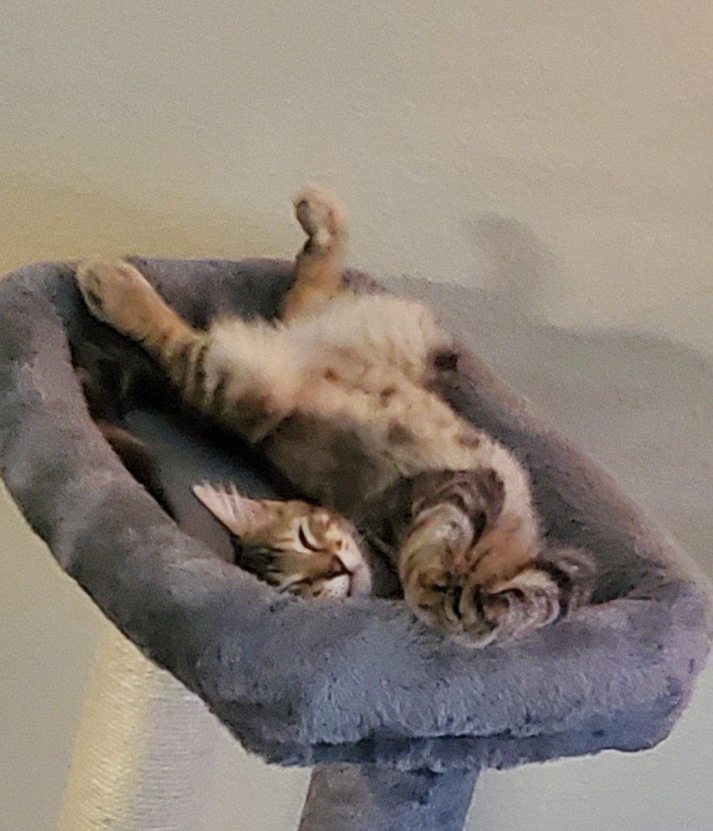 I am Londyn and this is how I Friday 🐈‍⬛️❤️