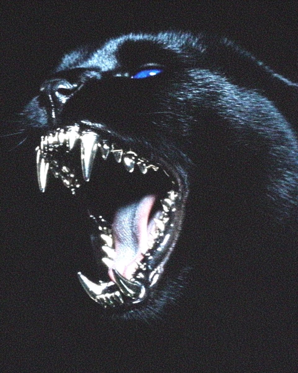 Stephan Vasement tweet media