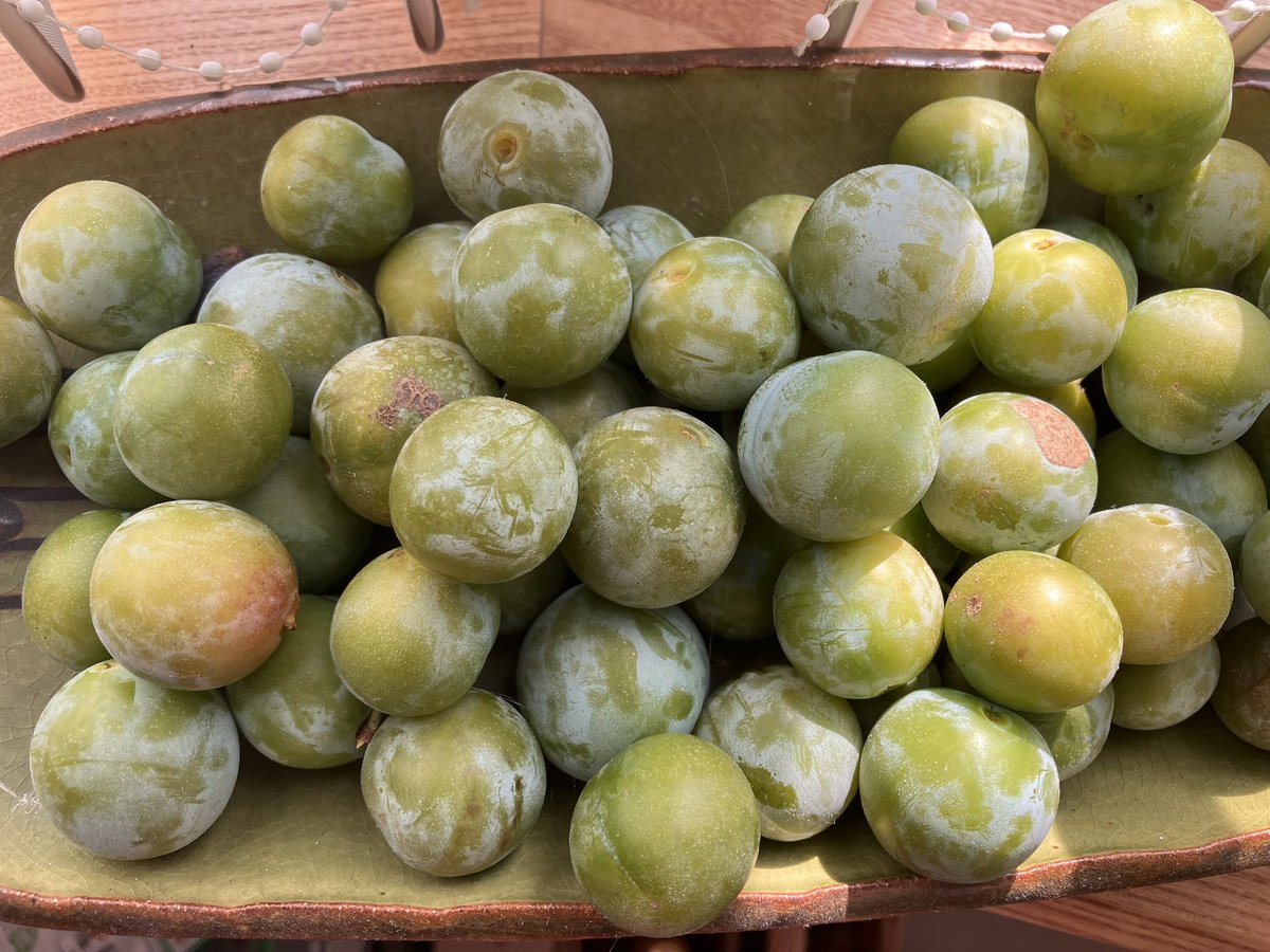 Sally Kerson 🪆 tweet media