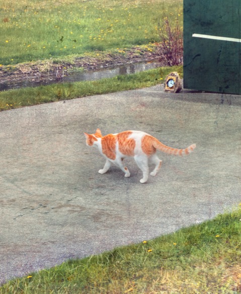 Artist David Douglas provided our museum cat 🐈 for this year's #InternationalCatDay. Here he (she?) is in "This is Silver Bay."

Make sure to see all the amazing images in "David A. Douglas: Intersections" before it closes this weekend, August 10 @ 4pm.
ow.ly/ZiQG50WvGNB