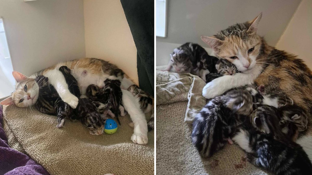 Tiger-Lily arrived at <a href="/RSPCABirmingham/">RSPCA Birmingham</a> heavily pregnant, and recently gave birth to nine kittens 😺

They're now looking for a foster home together, where they can receive the one-on-one care that they need.

Apply to foster this #InternationalCatDay: bit.ly/4l9XZ0F