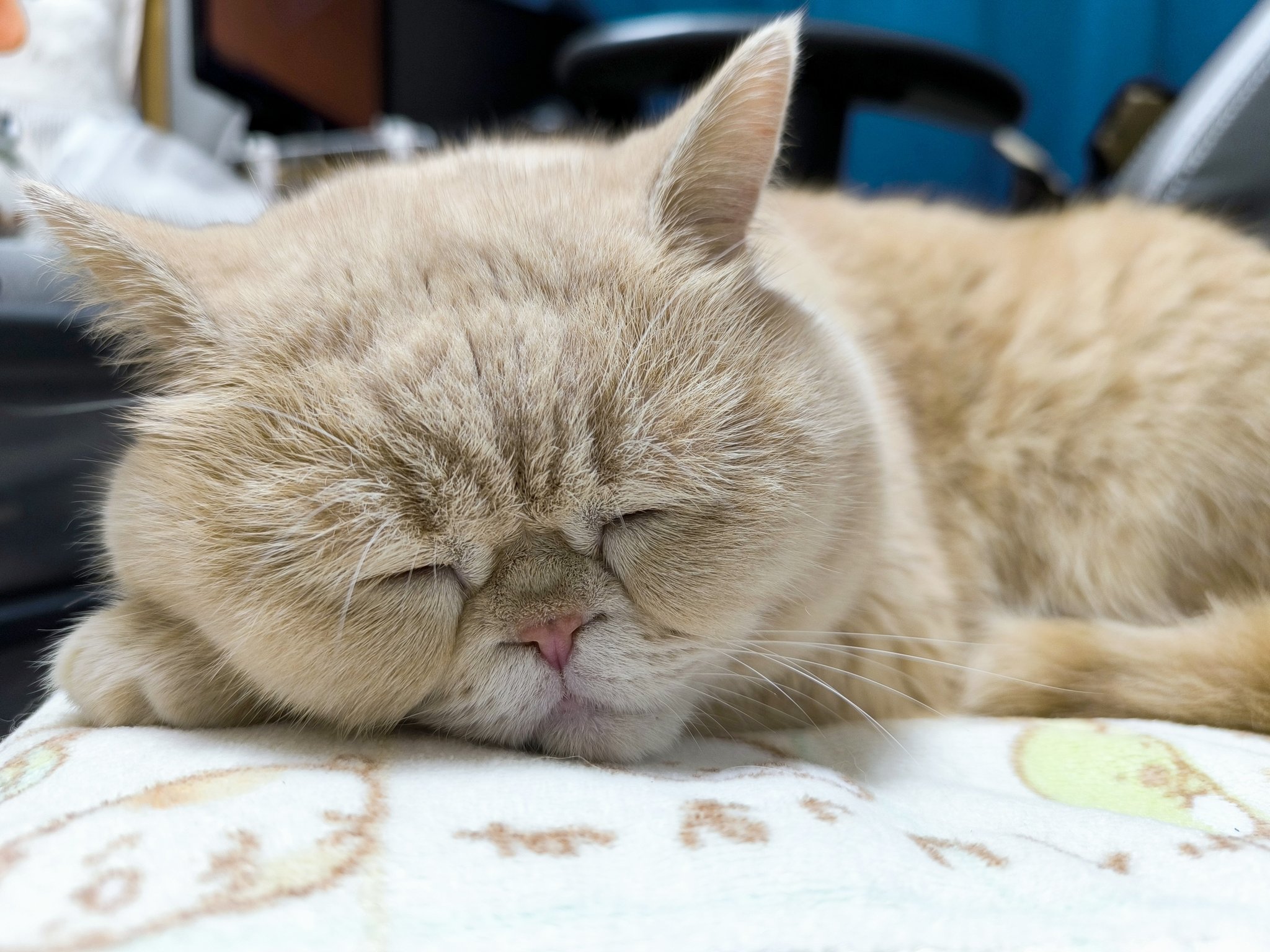まおまお on X: 