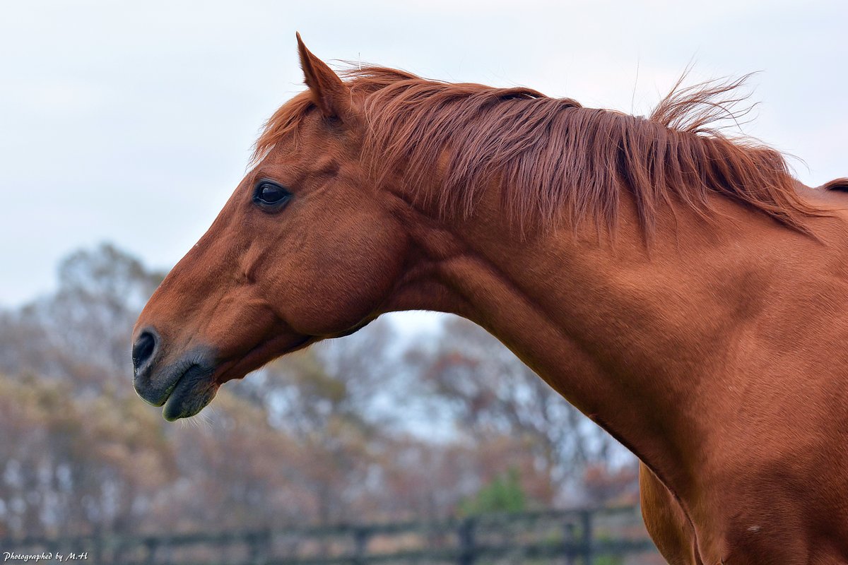 horse_memorys's tweet photo. お疲れさまでした、安らかに。 https://t.co/QFlz7fjHLB