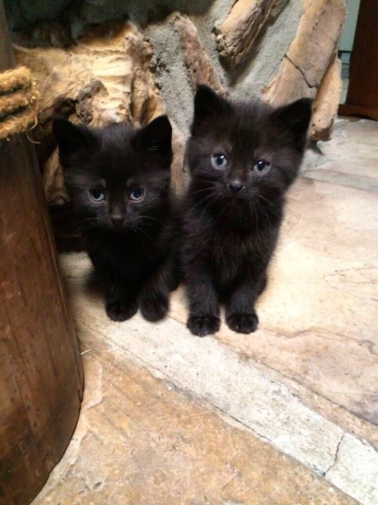 Black cats are not bad luck (@visualscat) on Twitter photo 