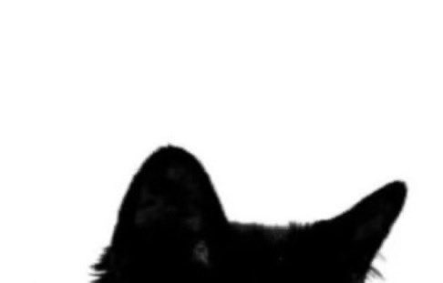 llewvin's tweet photo. meow https://t.co/EOKSaspw63