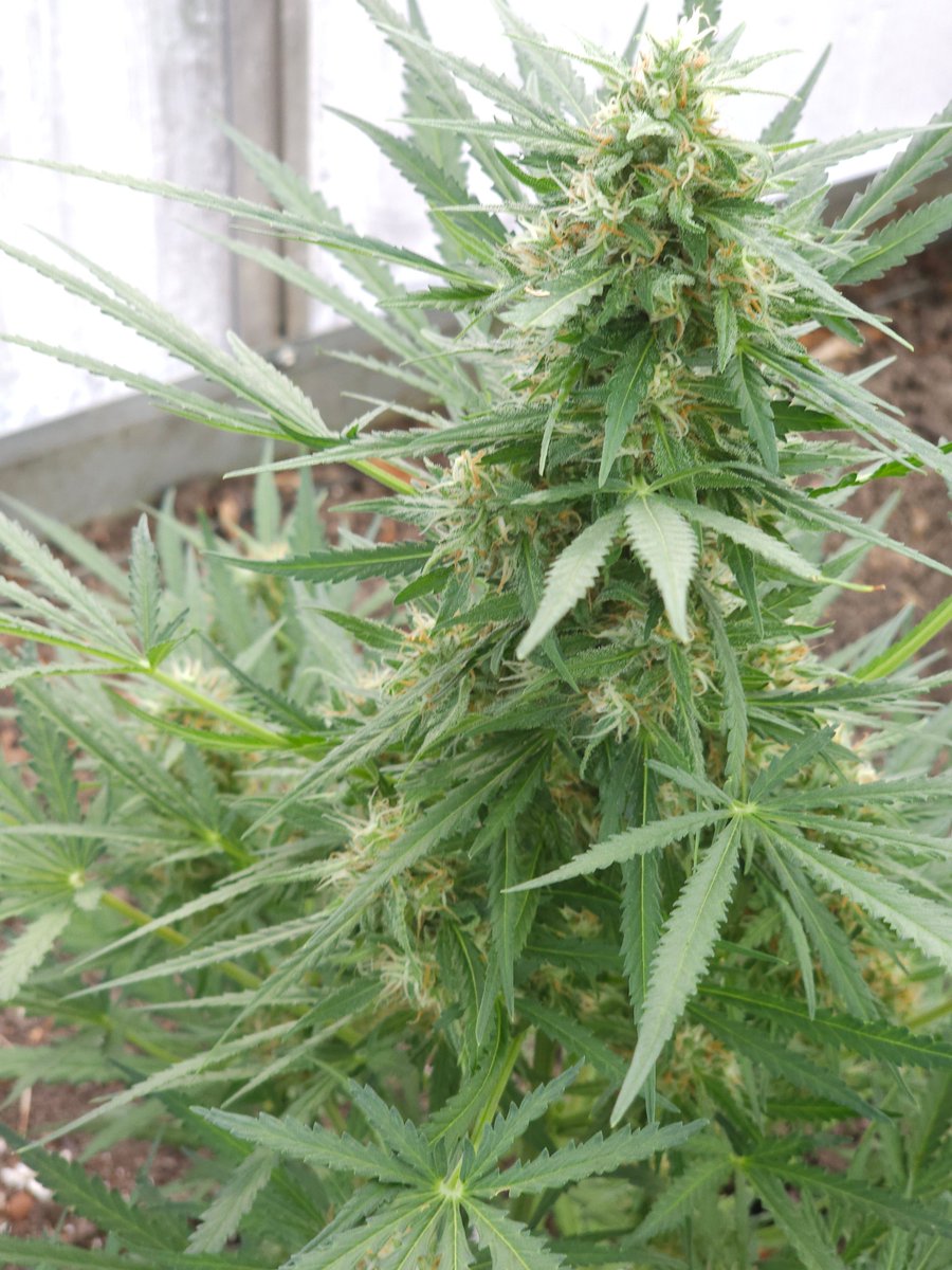 UnorthadoxDude (@unorthadoxdude) on Twitter photo Butterfly, a Gubblebum auto by <a href="/staubingenetics/">St. Aubin Genetics Official</a> Butterfly, a Gubblebum auto by <a href="/staubingenetics/">St. Aubin Genetics Official</a>