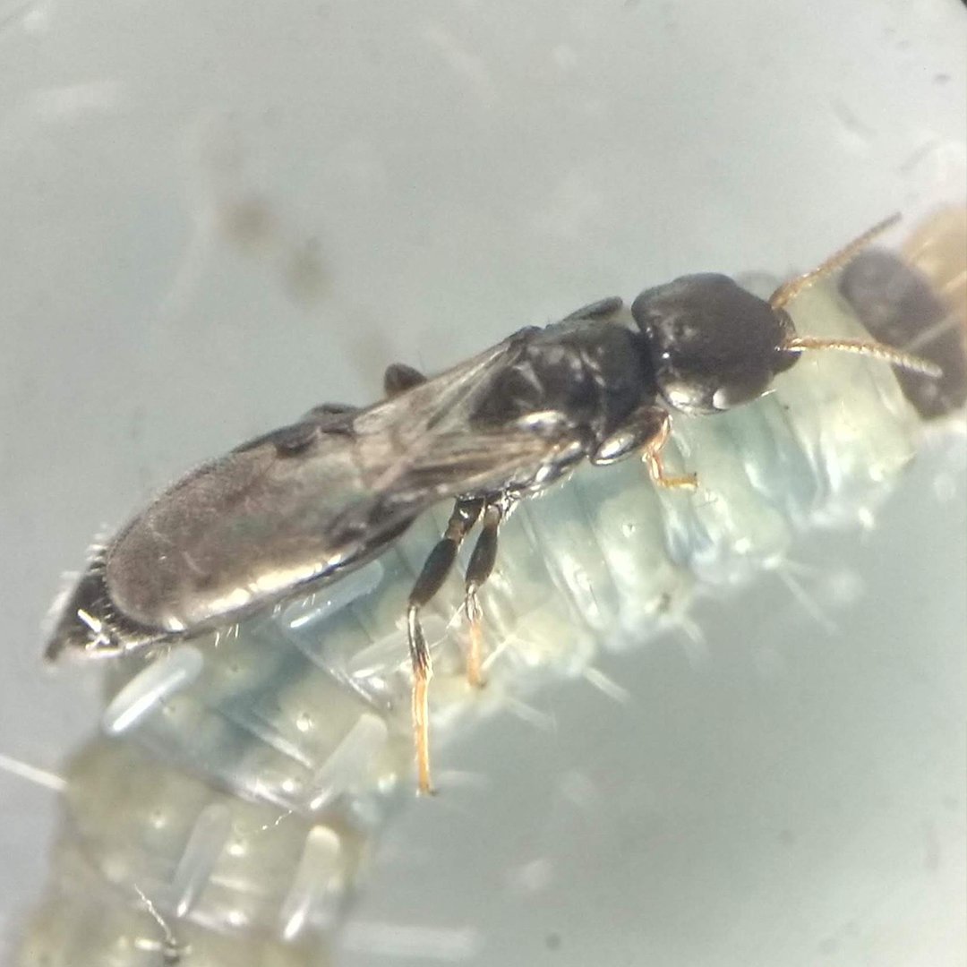 cepave_conicet's tweet image. 🔬 Nueva publicación CEPAVE-EEA-INTA: La avispa Goniozus legneri como posible agente de control biológico contra Lobesia botrana, la destructiva polilla de la vid 🐛🍇
doi.org/10.1007/s12600…
#ControlBiológico #Vitivinicultura #CienciaArgentina
