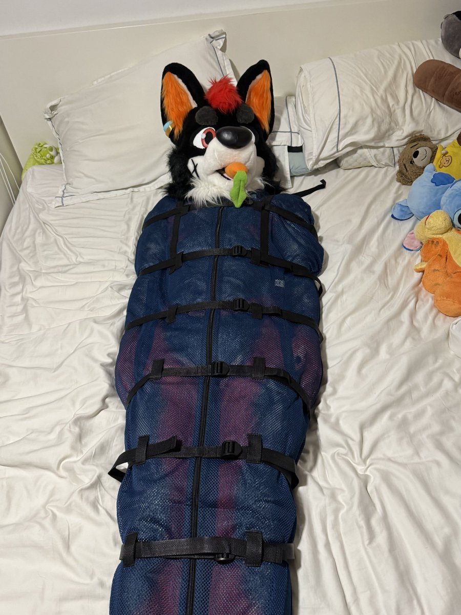 Just popped Fenjax into a laundry net 🐾🫧 Now he’s tangle-free, escape-proof, and ready for the spin cycle.