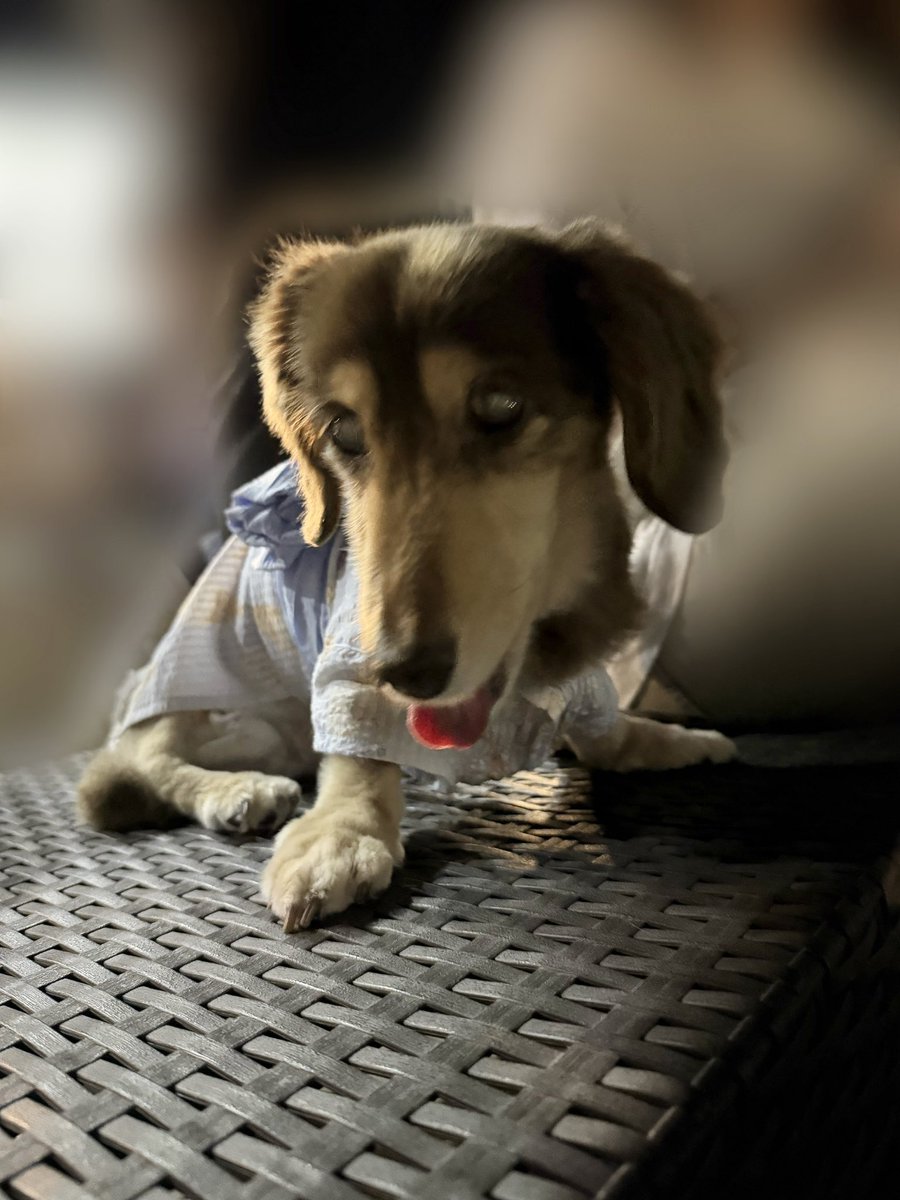 いつも花火大会中寝ちゃうんだけど…🐶
今回は起きてくれてたから
一緒に見れて良かった🥹♡笑