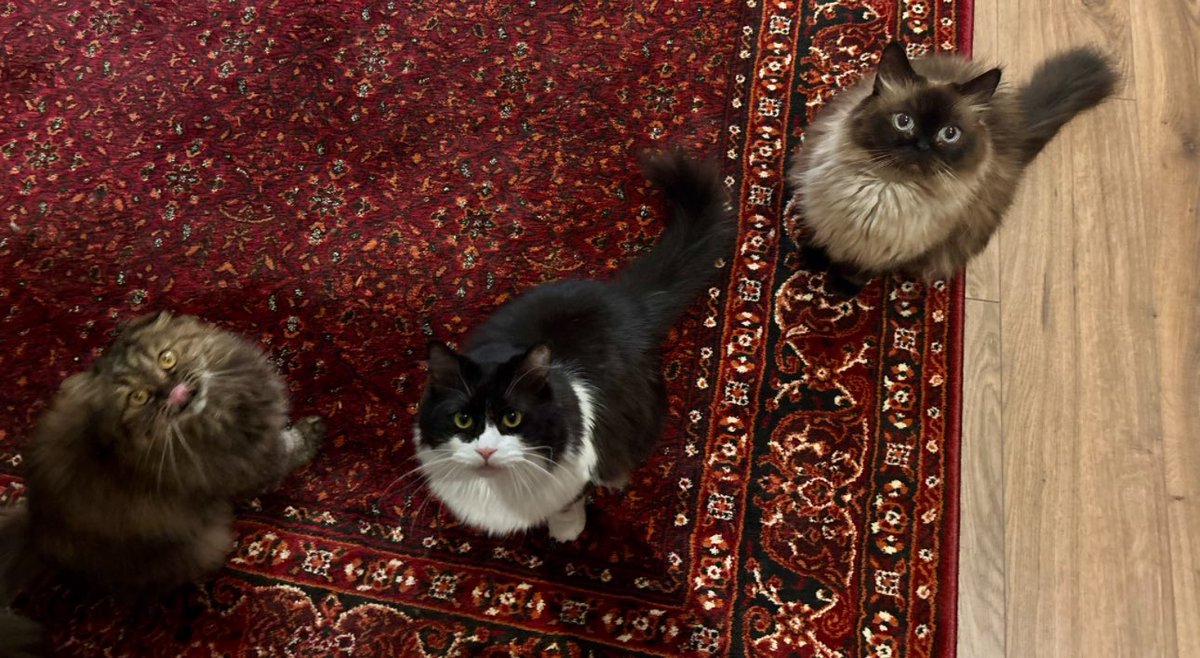 أحتفظ بالعالم على هيئة فراءٍ صغيرة، وطمأنينةٍ تموء.
Happy International Cat Day! 🐾