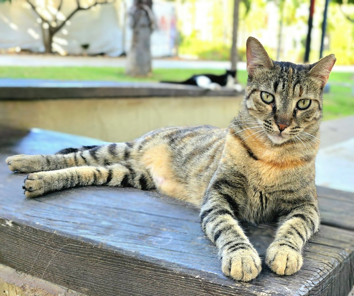 Dickes Ei 🐓 🥚 🍳 (@dickes_ei) on Twitter photo Am heutigen Weltkatzentag denke ich natürlich an "meine" Katzen in Tel Aviv. Seit einem Jahr (mit kleiner Unterbrechung im November) habe ich sie nicht mehr gesehen und wünsche mir so, dass es allen gut geht.
Hier im Bild: Esther ❤️ Am heutigen Weltkatzentag denke ich natürlich an "meine" Katzen in Tel Aviv. Seit einem Jahr (mit kleiner Unterbrechung im November) habe ich sie nicht mehr gesehen und wünsche mir so, dass es allen gut geht.
Hier im Bild: Esther ❤️