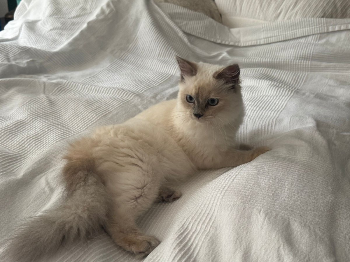 Say “hi” to blue, the cat who was born without a poopy hole.