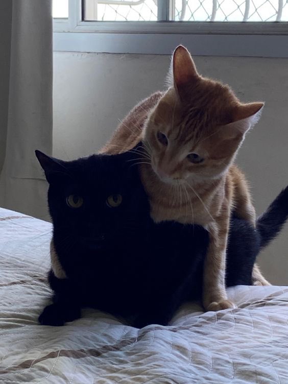 immeyah's tweet image. ♡ ‧₊˚ ⋅ ౨ৎ  ‧₊ .ᐟ  Thiam as cats ⋆˙⟡♡