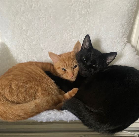 immeyah's tweet image. ♡ ‧₊˚ ⋅ ౨ৎ  ‧₊ .ᐟ  Thiam as cats ⋆˙⟡♡