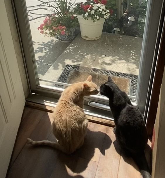 immeyah's tweet image. ♡ ‧₊˚ ⋅ ౨ৎ  ‧₊ .ᐟ  Thiam as cats ⋆˙⟡♡