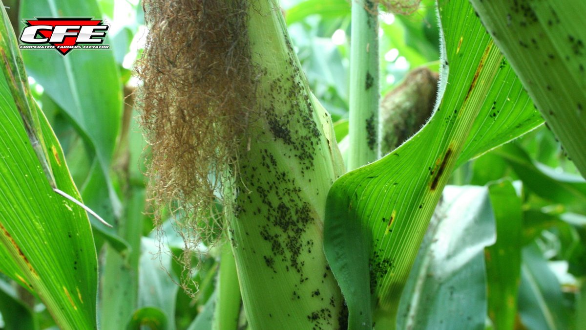 Aphid Alert! Corn aphids have arrived. Know what to look for and why they matter: ow.ly/XehC50WBvW1 #CFEFieldFriday