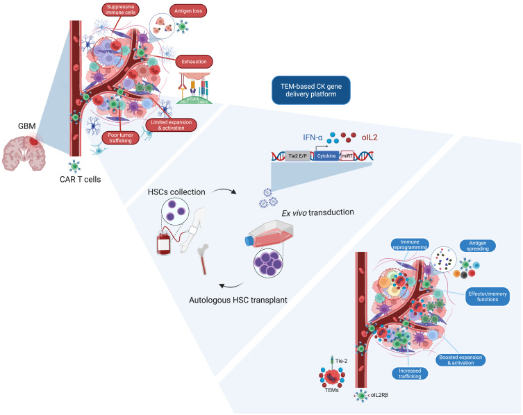 LabWaggoner's tweet photo. Tumor-targeted cytokine delivery by engineered myeloid cells unlocks CAR T cell efficacy and endogenous T cell responses in glioblastoma @MolTherapy 
on 
https://t.co/uyT4tdHews @ScienceTM  @NaldiniLab https://t.co/ODLqhZ9n8W