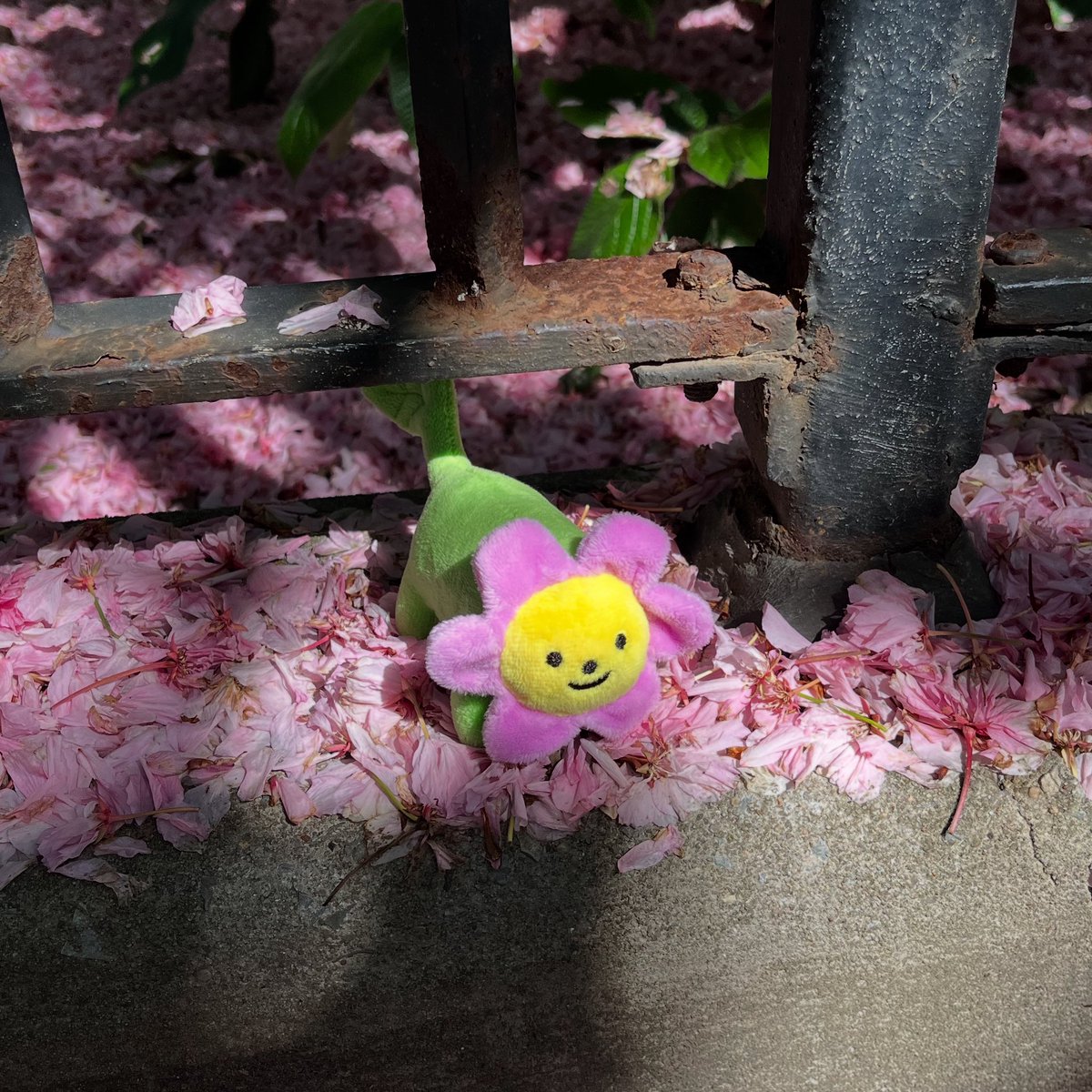 Flower puffs have bloomed and are ready to be picked august 12 at 12 pm est