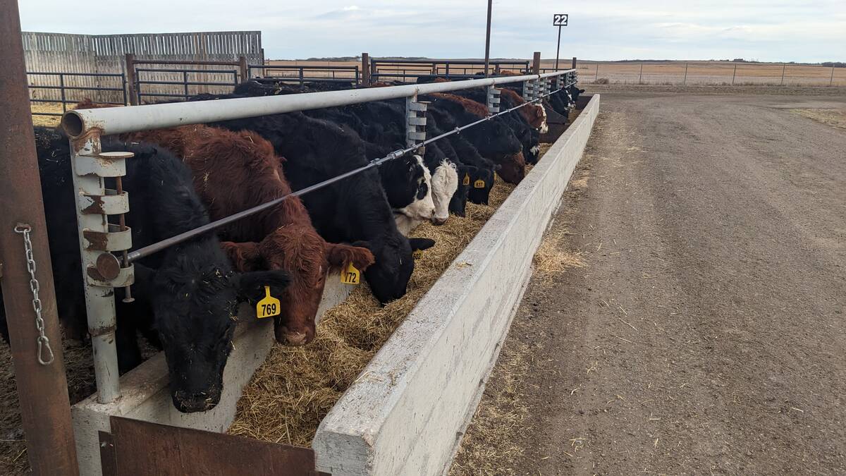 Making the most of screenings, fines and straw in beef cattle diets. vist.ly/32r8j
