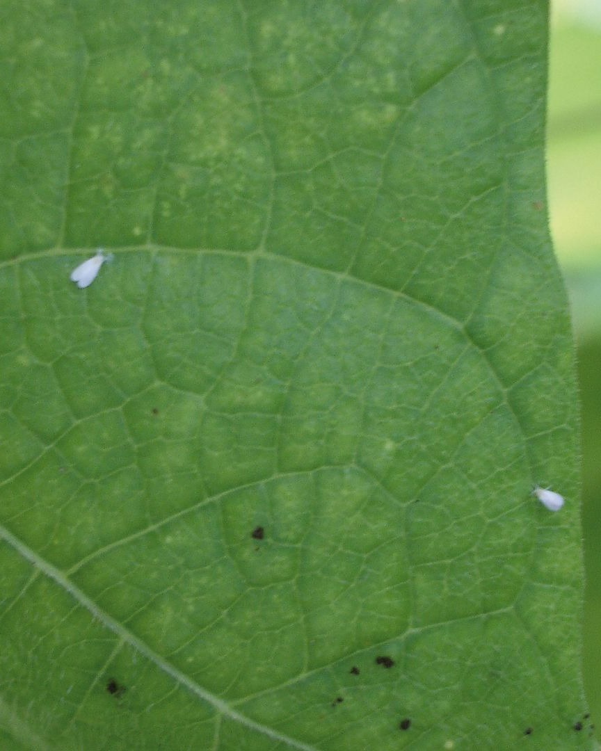 ⚠️ La mosca blanca no solo reduce rendimiento, también transmite virus. Pyrevert™ 5% EC actúa rápidamente por contacto, mientras que Gradonix refuerza la persistencia del tratamiento, asegurando una protección prolongada.

➡️ syngenta.es/blog/control-d…