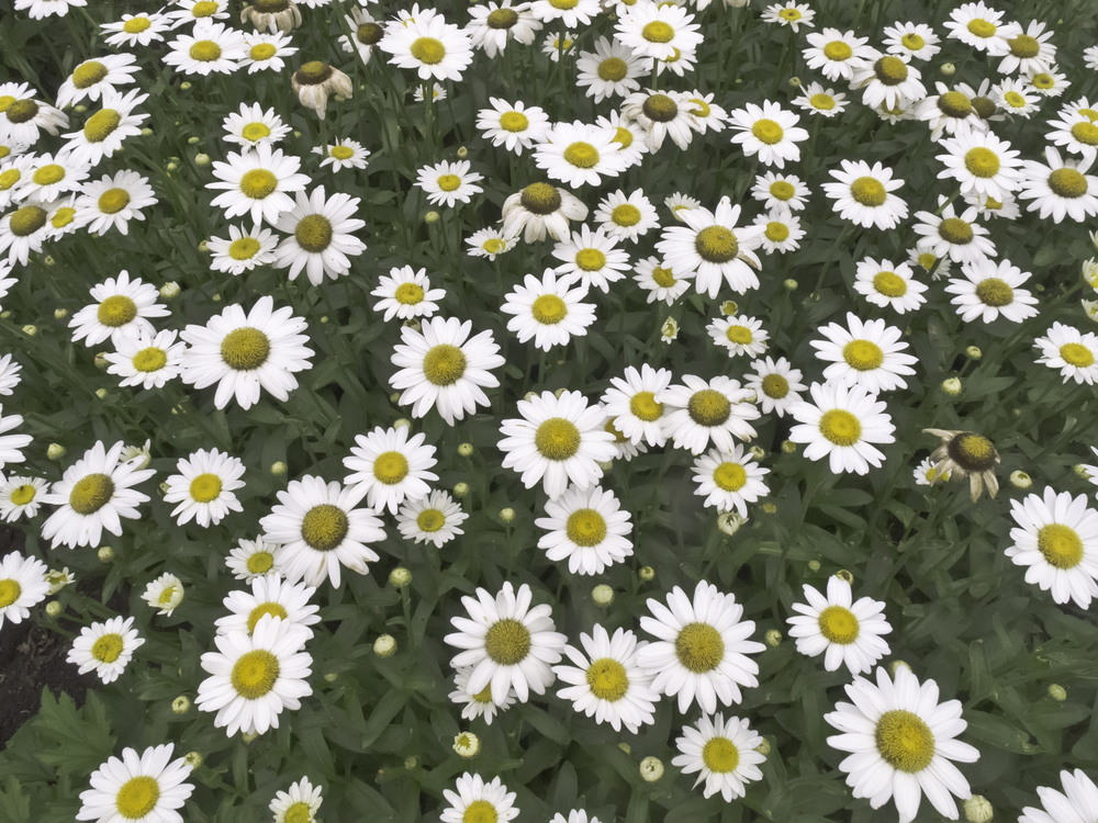 Synaptiq (@synaptiqai) on Twitter photo Join us on Tues, August 26, 10am PT to learn how to make #AI work when you don’t have enough data.
Register today: hubs.la/Q03Bzf5N0
#datastrategy #AIstrategy #digitaltransformation Join us on Tues, August 26, 10am PT to learn how to make #AI work when you don’t have enough data.
Register today: hubs.la/Q03Bzf5N0
#datastrategy #AIstrategy #digitaltransformation