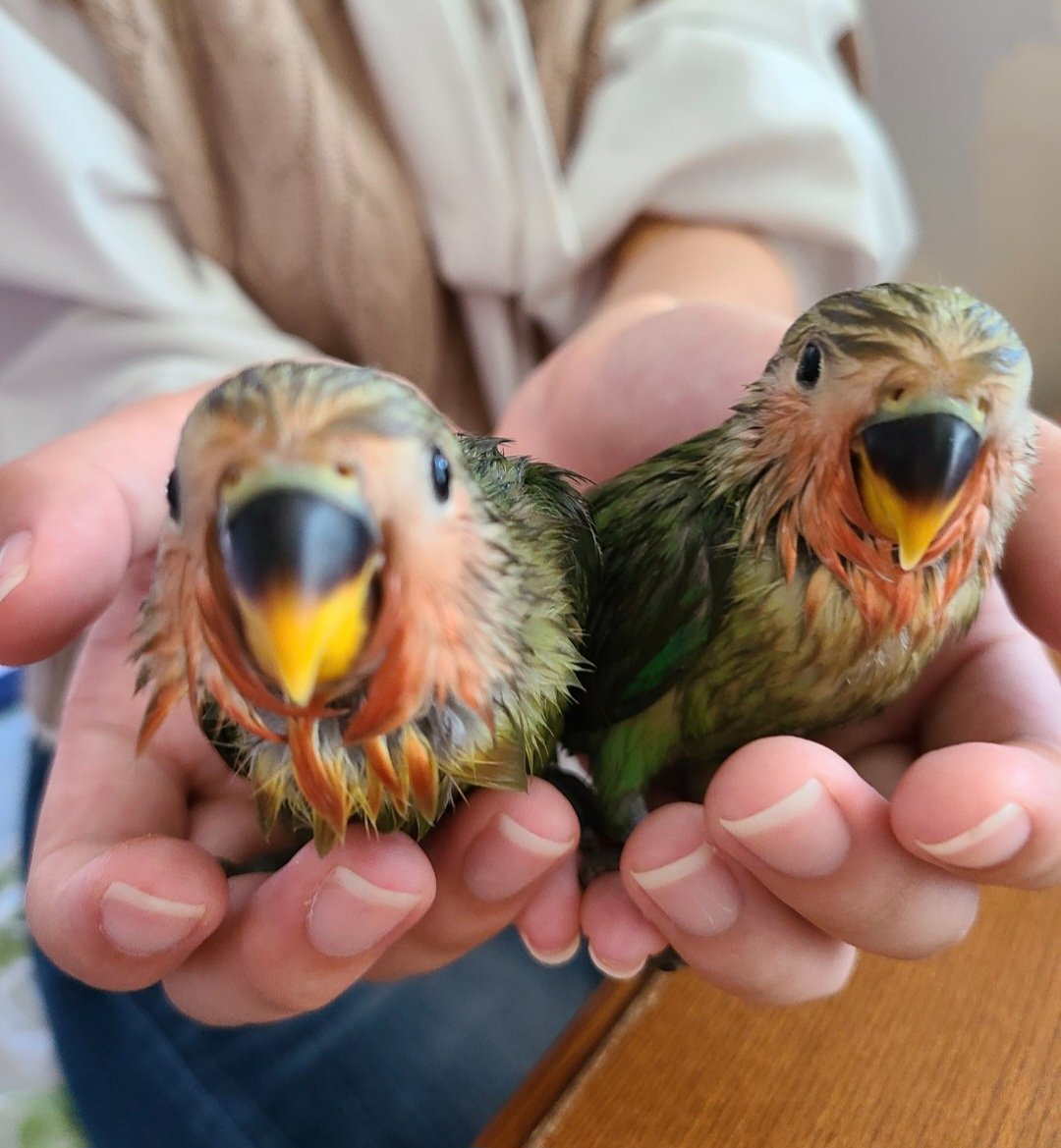 #納涼鳥ちゃんビショビショ大会