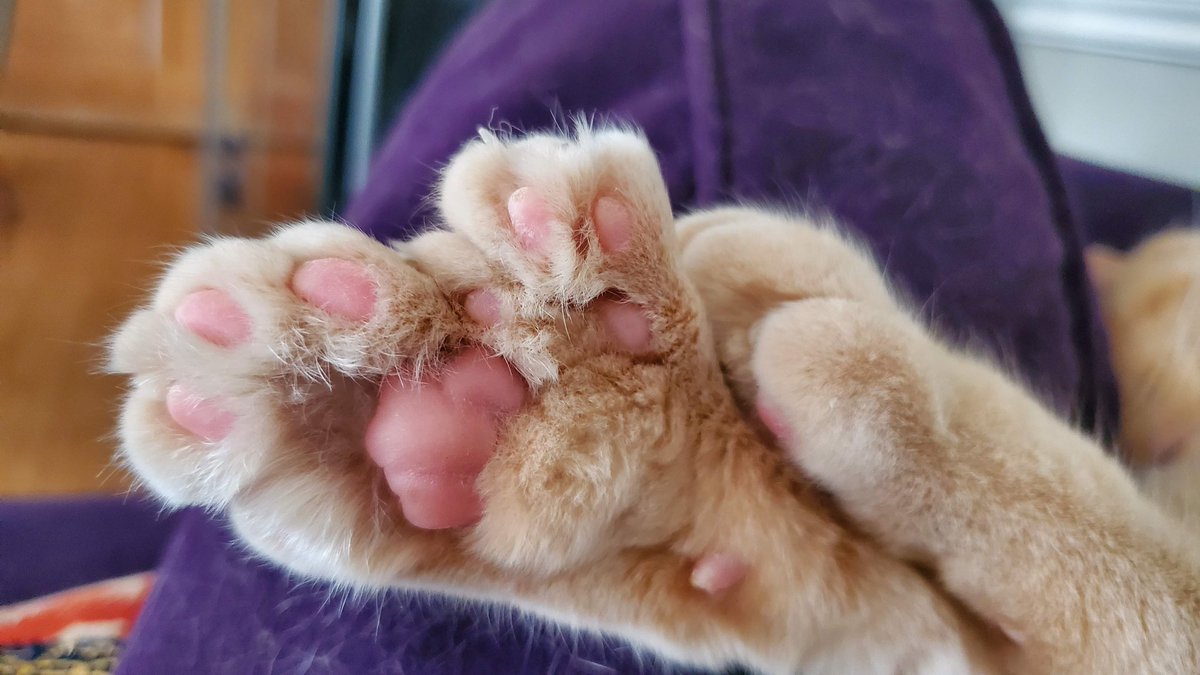 SplitGillStudio tweet media