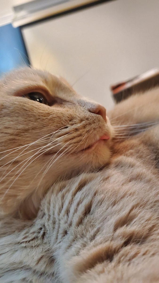 SplitGillStudio tweet media