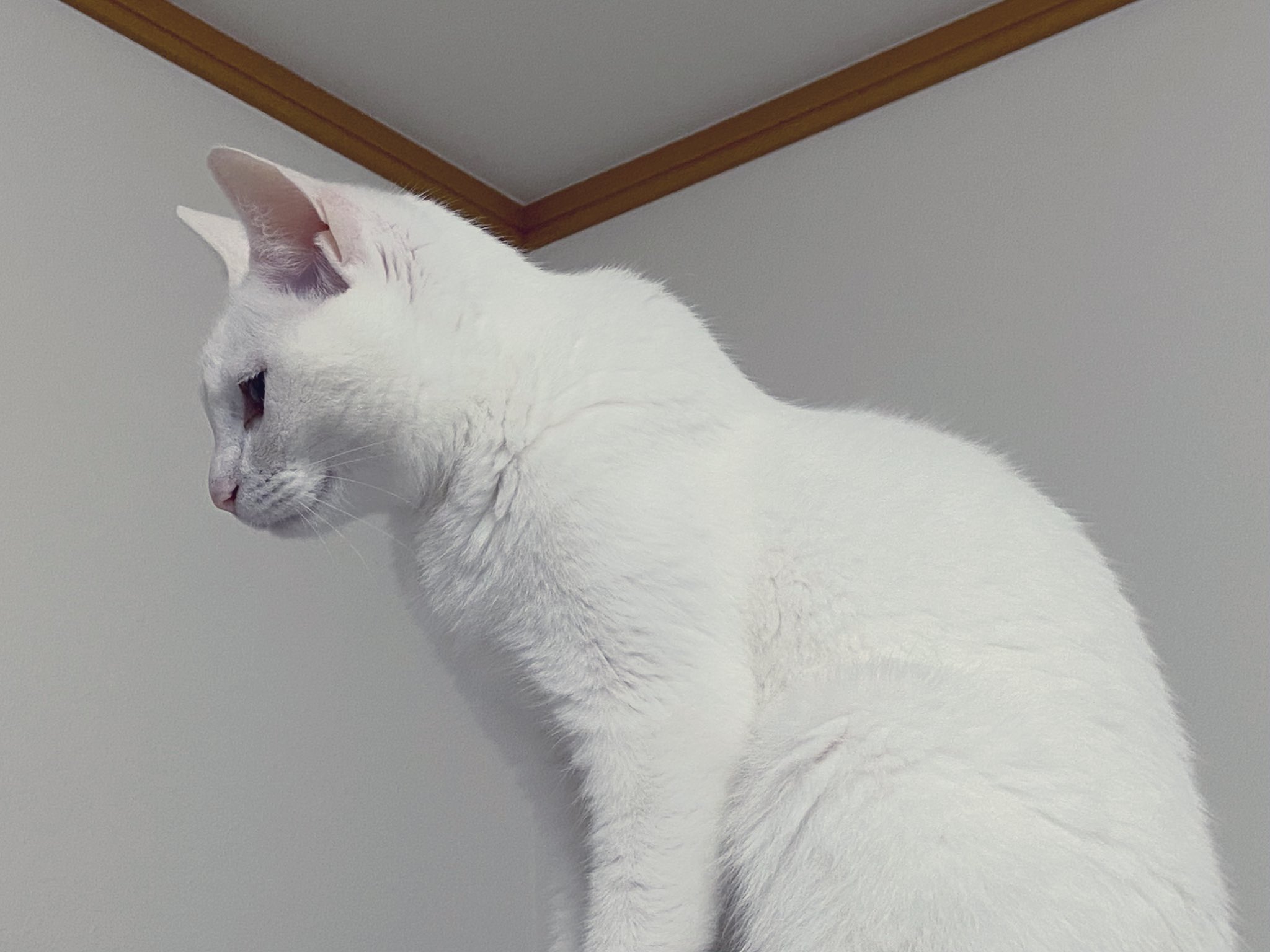 しろねこ様 しろねこおっどあい #かりん様 #ねこと #ねこ好き #しろねこさん