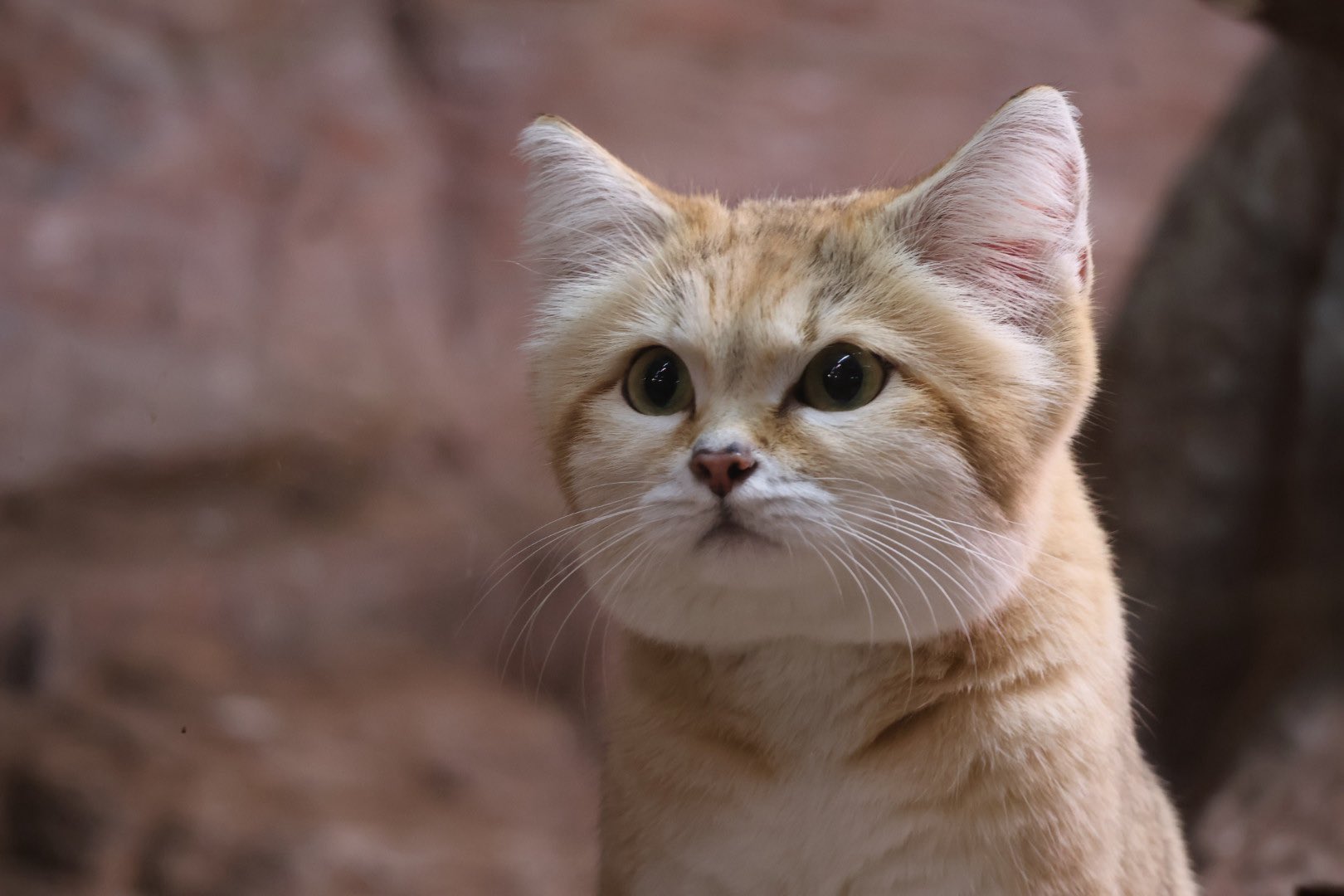 ふらんすねこ様♡ありがとうございます♡ 黒上フブキ | 可愛い黒上。。。 . Consider giving me a follow