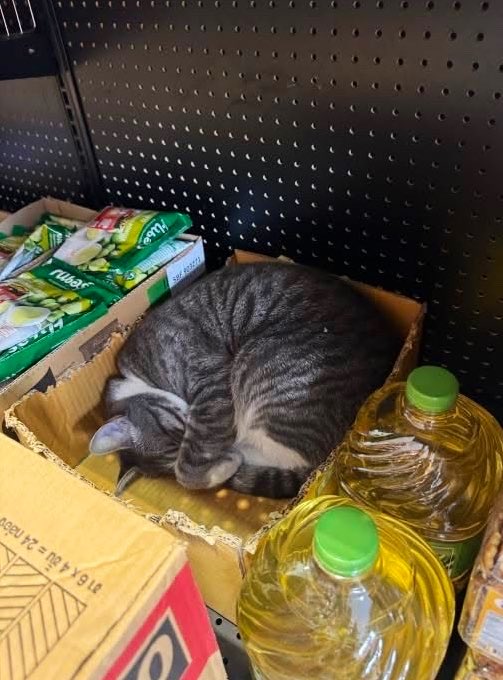 Bodega Cats tweet media