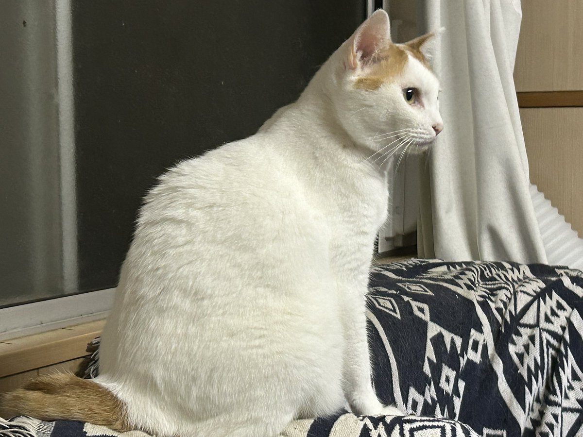 昨夜から高知入りしました。
来月上旬まで撮影スタッフやってます。
美ネコのナスちゃんが癒してくれるので寂しくはありません。