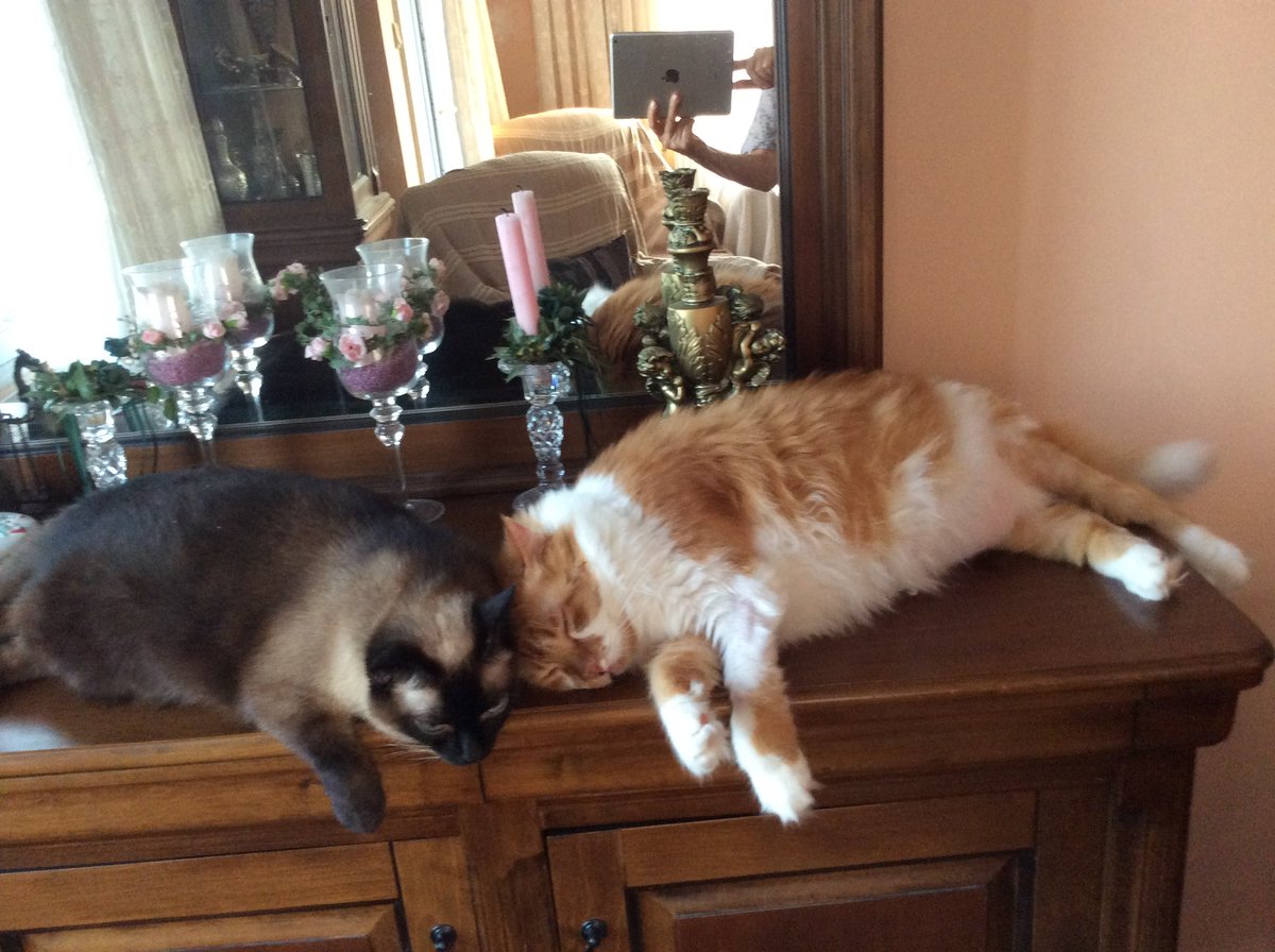 Dünya kedi günü.😻
Keşke bir kitap okumuş, bir kedi sevmiş olsaydınız. Belki bu kadar kirletmezdiniz dünyayı.

Turgut Uyar