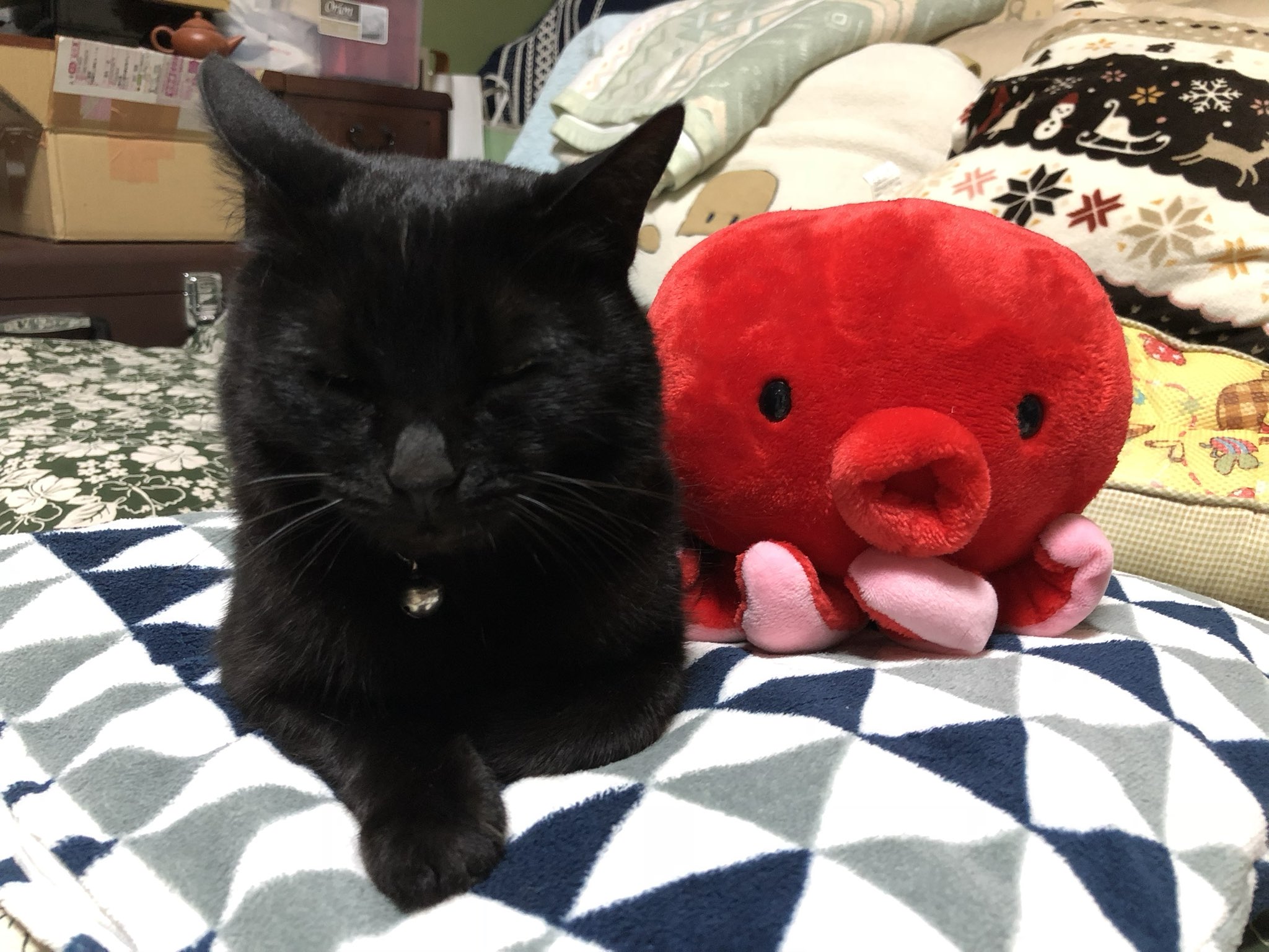 ねこねこねこ　0226 猫上あお on X: 