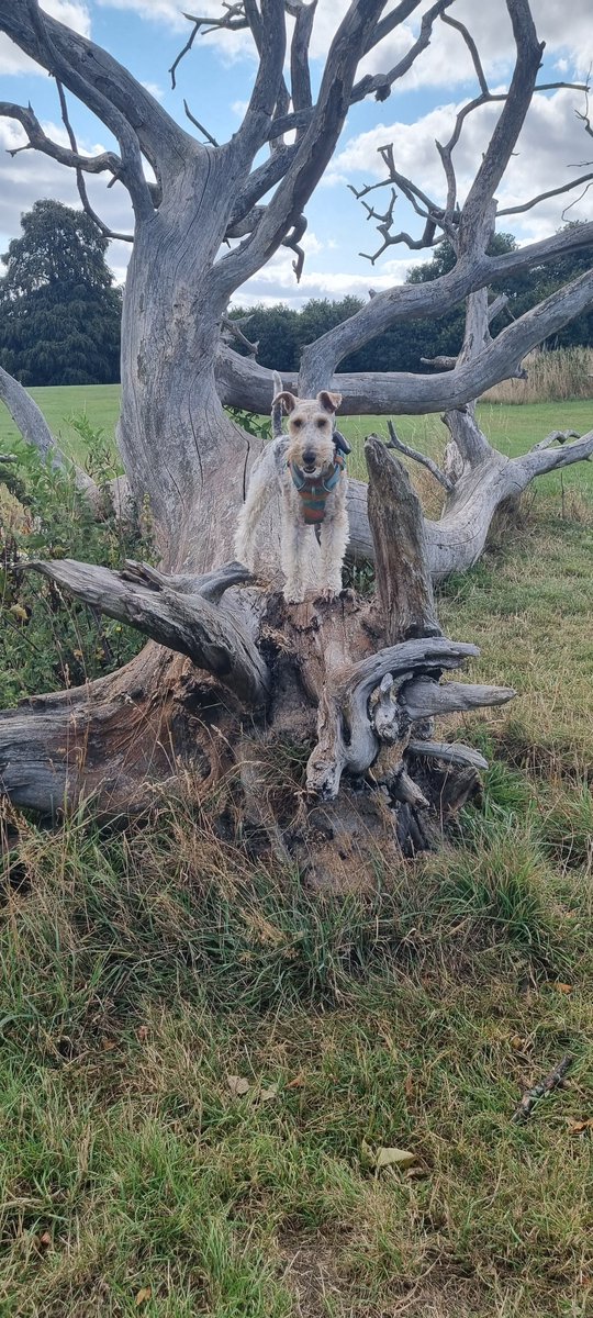 Stopped at Nostell Priory on my journey north and home.

It's a nice dog-friendly place to stretch your legs (4 or 2).

"Home, James, and don't spare the horses!"

- Flora 🐾