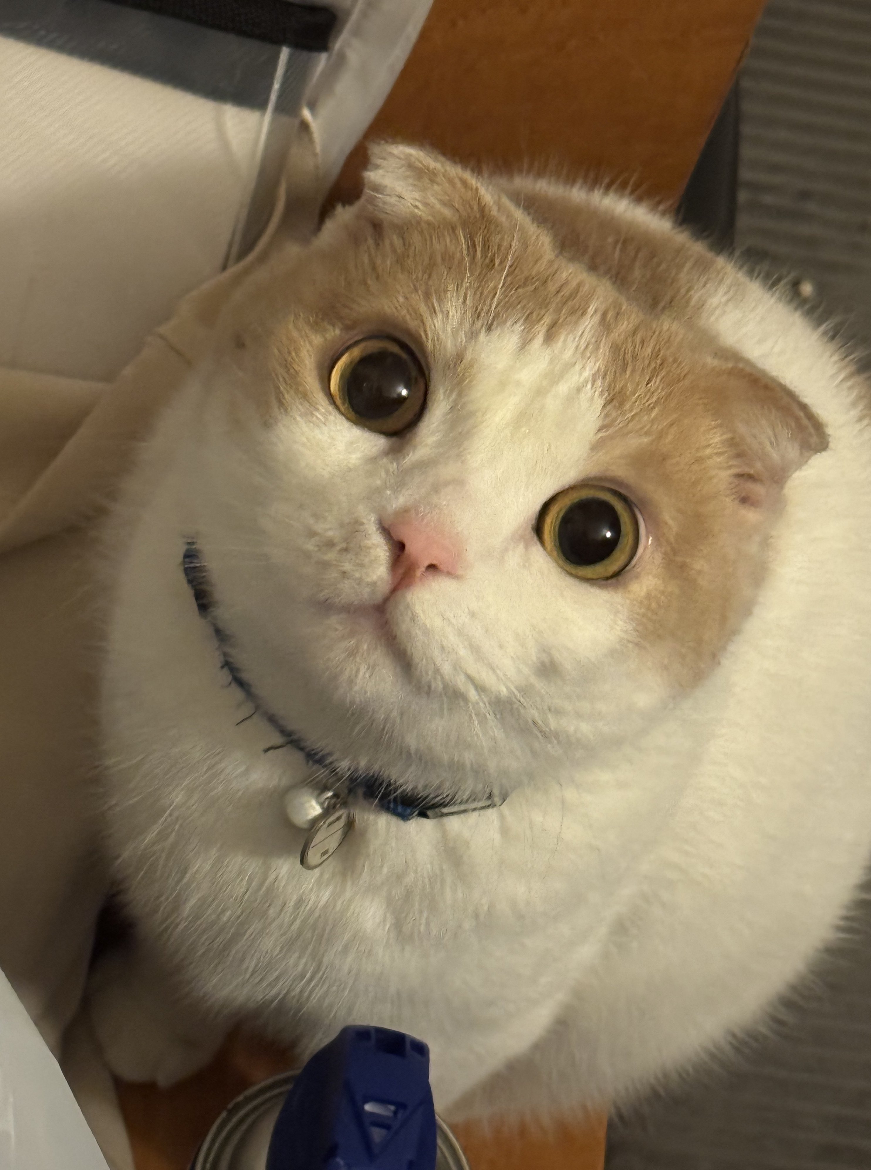 ピエロ猫 Amazon.co.jp: デコレコーポレーション concombre 玉乗りピエロ