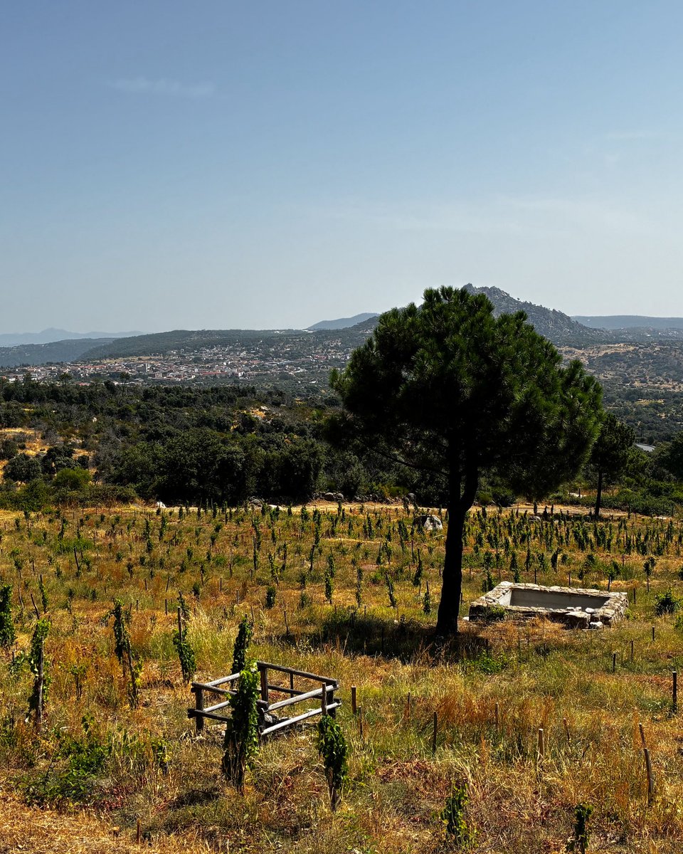 Uvas felices tweet media