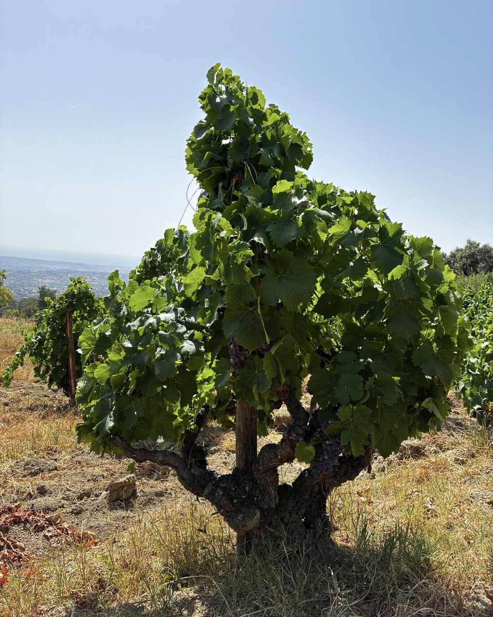 Uvas felices tweet media