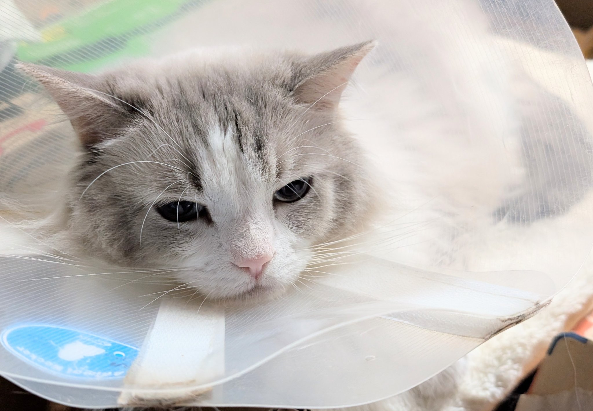 淡水パールの可愛い猫 運命的に出会った猫 かわいすぎるラグドールの「こむぎ」 | 「犬