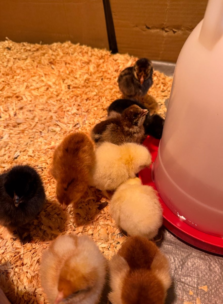 The new batch of chicks arrived from #CackleHatchery