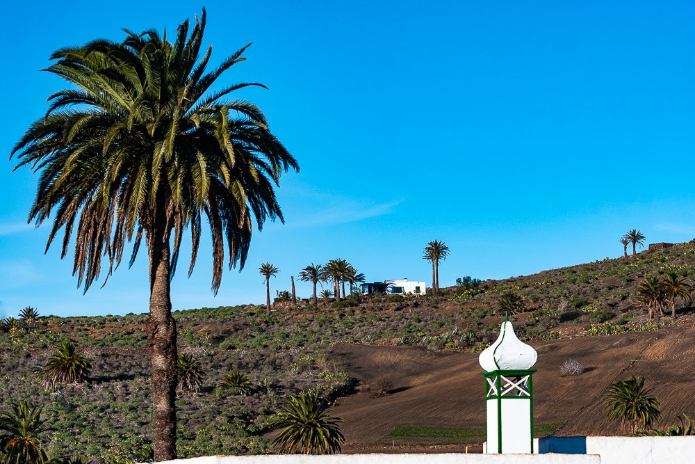 En Haría se encuentra la mayor parte de la flora autóctona de #Lanzarote 🌴🌵💚

¿Aún no conoces la magia del Norte? ✨

#LanzaroteLaIslaDiferente