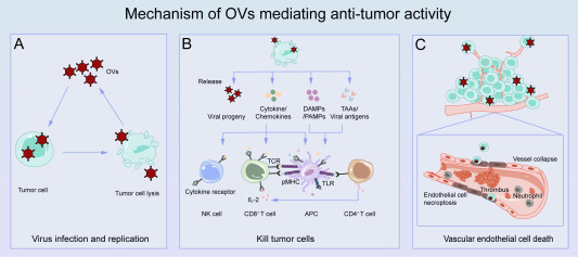 Genes & Diseases Journal (@genesndiseases) on Twitter photo Review on OVs!
This comprehensive review article explores recent advances in #OncolyticViruses (OVs)-based #immunotherapy and its clinical potential, offering new strategies to improve cancer treatment outcomes. <a href="/ShandongU/">山东大学 SHANDONG UNIVERSITY</a>
#OpenAccess: sciencedirect.com/science/articl… Review on OVs!
This comprehensive review article explores recent advances in #OncolyticViruses (OVs)-based #immunotherapy and its clinical potential, offering new strategies to improve cancer treatment outcomes. <a href="/ShandongU/">山东大学 SHANDONG UNIVERSITY</a>
#OpenAccess: sciencedirect.com/science/articl…