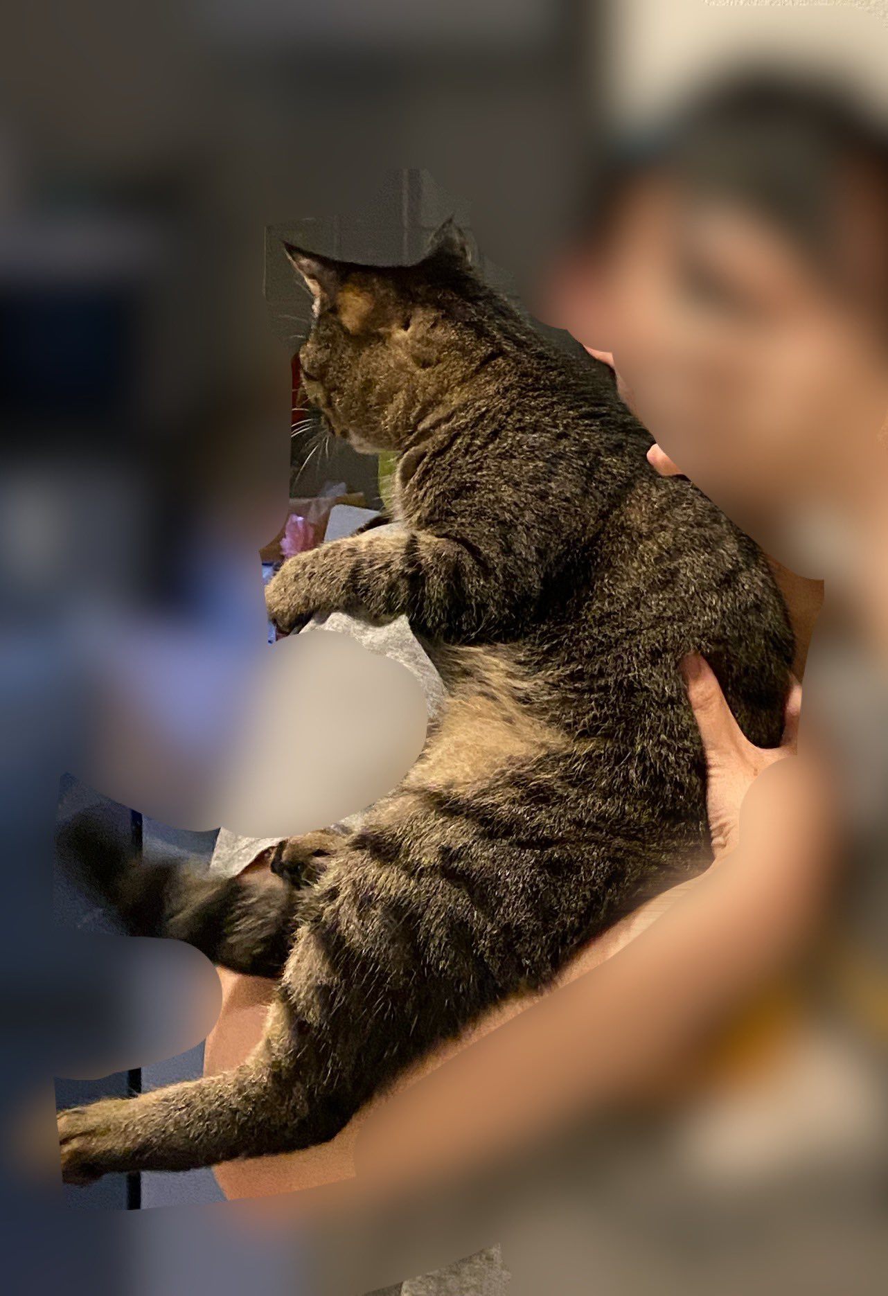 CHIです、太った猫ちゃん 太田さんちの工藤ちゃん 体重80gからの奇跡
