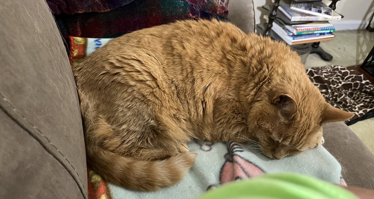 Hi friends. I’ve been feeling poorly for 2 days, not eating, drinking lots of water. I’m in the beginning of stage 2 CKD. Mom is taking me to the vet this afternoon. Please send us good thoughts. #SuperSeniorCatsClub #CatsOfTwitter #dogsoftwitter #bekind