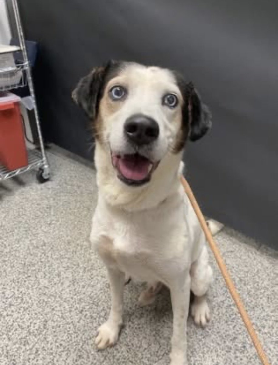 It’s mom’s birthday tamarrow!
For her birthday she wanted ta rescue a special needs senior!
Jack was on the shelter euthanasia list for space.
He’s 13 yo and deaf.
His smile reminded mom of Beanie!
Welcome ta the Coop Jack!
You matter buddy ♥️!
rescuecoop.org/donate