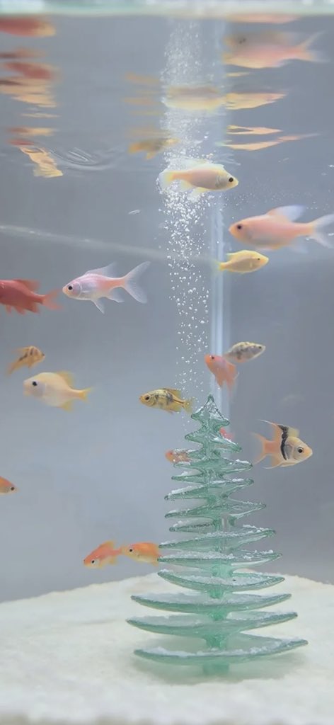 dream0886's tweet photo. 🐟 https://t.co/4e08hdeNW9