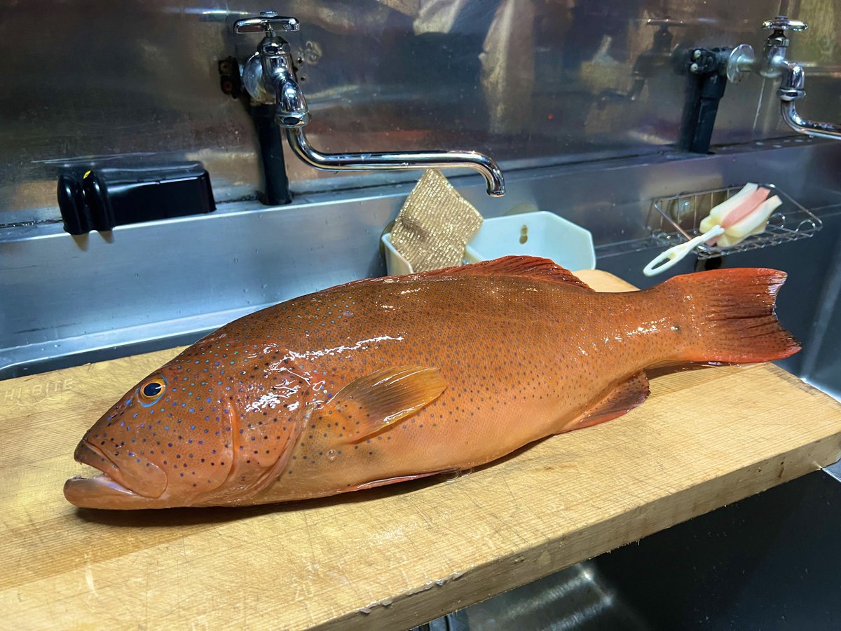 川口先生からまたしてもアカジンと大量のお魚を頂きました👏
ありがとうございます！
明日のママcの誕生日会は大盛り上がりしそうです🎊